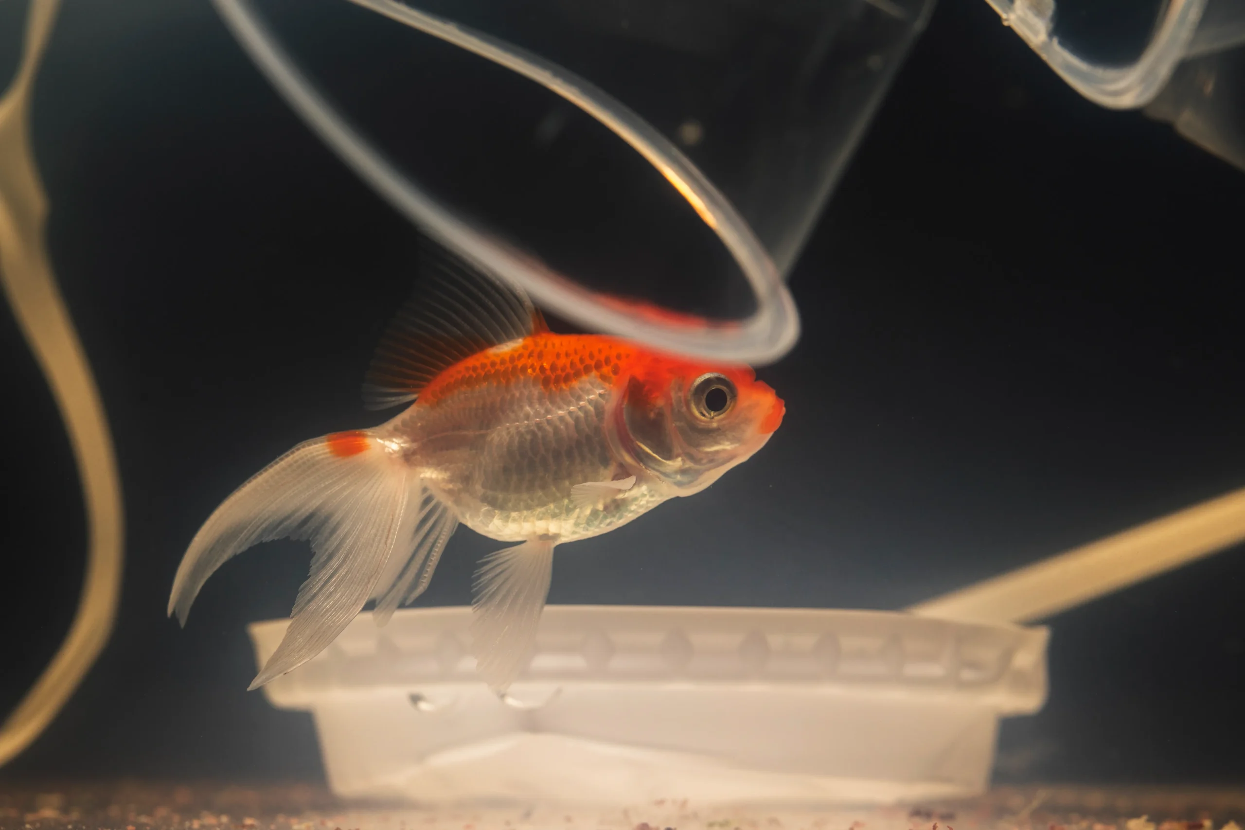 The Water Quality and the aquarium.