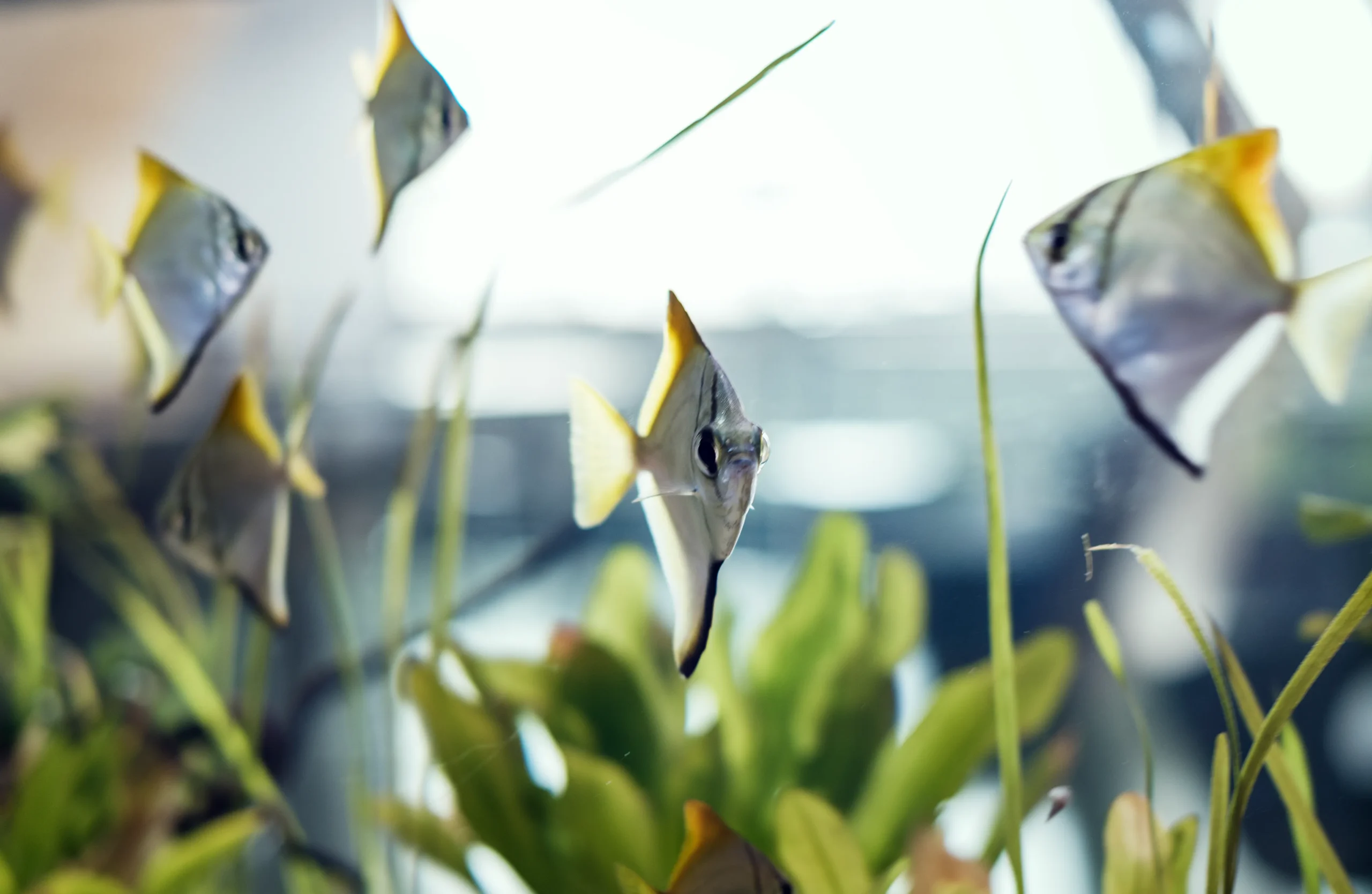 Rearing and keeping of healthy fish.